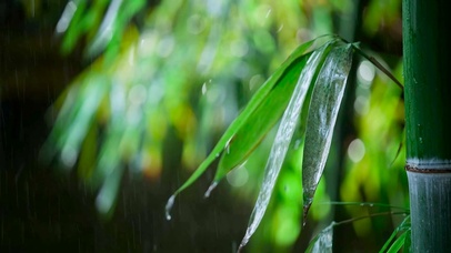 护眼雨天绿竹叶