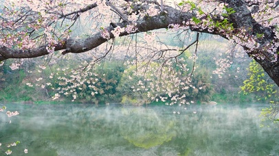 雾水樱花