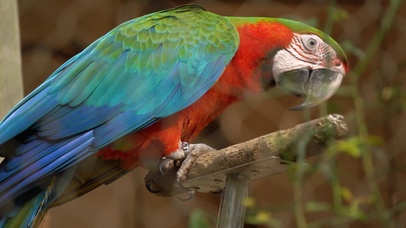 美洲红绿金刚鹦鹉