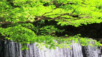 清新绿树瀑布
