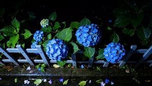 雨夜逢花蓝色小花