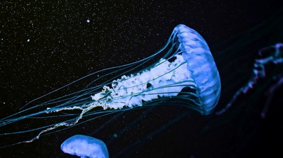 梦幻水母