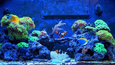 深海珊瑚鱼