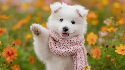 花丛中的可爱狗狗