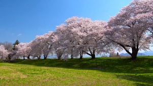 樱花