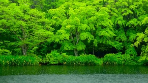 绿林碧湖雨