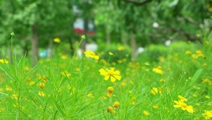 护眼路边菊花随风飘动