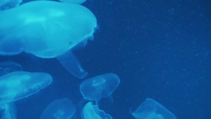 4K夜光水母海洋风景海底世界