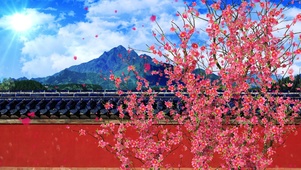 4K桃花盛开