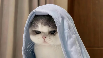 可爱猫咪