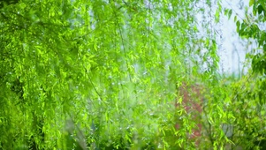 4K青青柳条