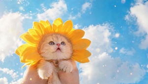 蓝天下的向日葵小猫