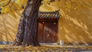 秋与猫