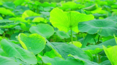 绿色唯美的荷叶