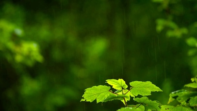 雨中清新绿叶