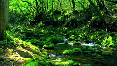 夏日清凉绿林溪水