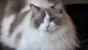布偶猫