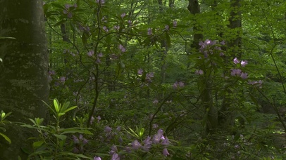 森林鸟语喇叭花