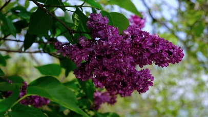 解压一角花开