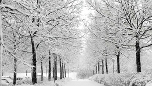 雪天森林