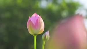 一朵荷花