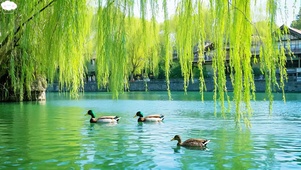 春天
