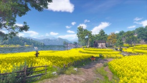 阳春三月乡村湖边菜花开