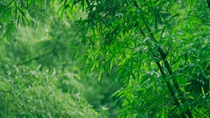 夏日雨中绿竹