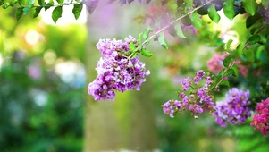 绿色植物