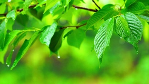 护眼清新雨中绿叶