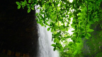 清新护眼绿叶瀑布 