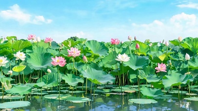 夏天荷花