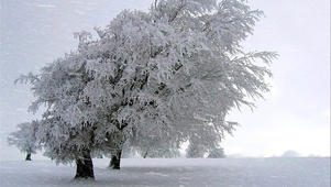 雪景小树