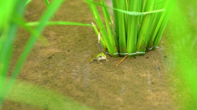 4K夏日夏季夏天农村田园风景