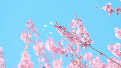 4k蓝天樱花