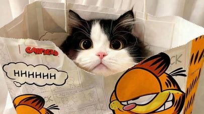 超可爱小猫咪