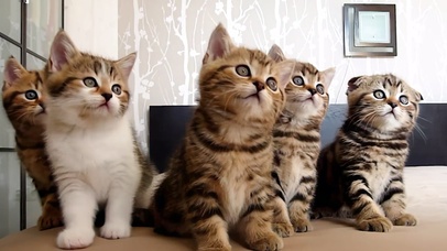 会摇头的小猫咪