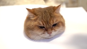 呆萌小猫咪