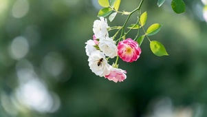 治愈小清新鲜花