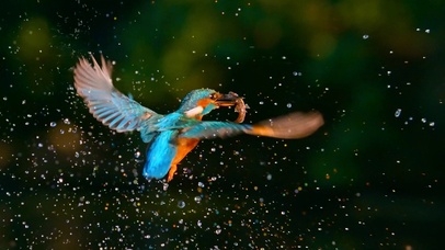 唯美蜂鸟微距慢动作