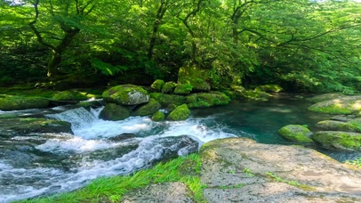 夏日护眼绿林溪水流