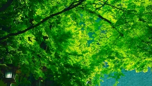 夏日绿荫