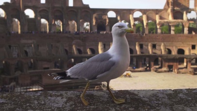 罗马斗兽场墙上的海鸥