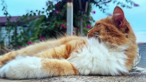 治愈猫咪4K