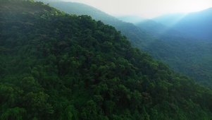 风景森林护眼绿色