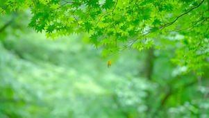 清新绿叶