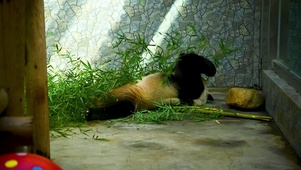 吃竹子的大熊猫