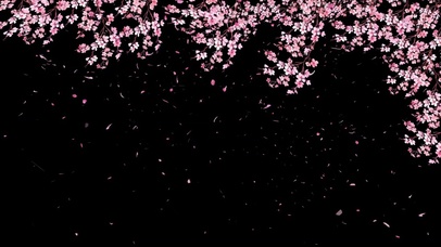 樱花-樱花飘落