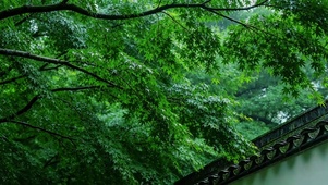 雨中枫叶