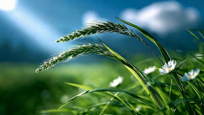清新阳光青草地野花
